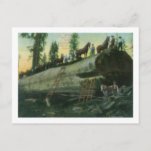 Carte Postale Vue d'une équipe de journalisation sur un séquoia 