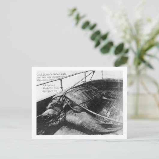 Carte Postale Vue d'une tortue géante en captivité (Debout devant)