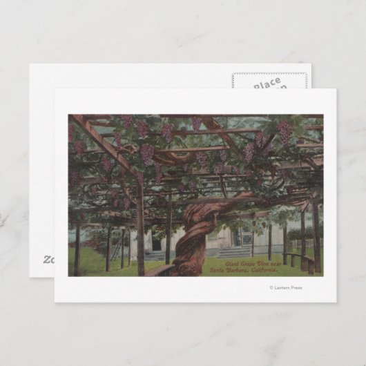 Carte Postale Vue d'une vigne géante (Devant / Derrière)