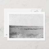 Carte Postale Vue éloignée des cowboys avec des troupeaux de bét (Devant / Derrière)