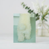 Carte Postale Vue en faible section d'un caniche miniature (Debout devant)