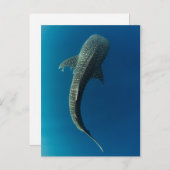Carte Postale Vue en haut d'un requin baleine (Devant / Derrière)
