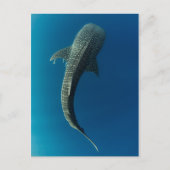Carte Postale Vue en haut d'un requin baleine (Devant)