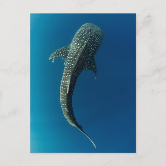 Carte Postale Vue en haut d'un requin baleine (Devant)