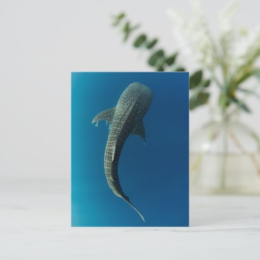 Carte Postale Vue en haut d'un requin baleine (Debout devant)