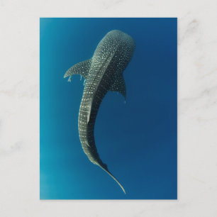 Carte Postale Vue en haut d'un requin baleine