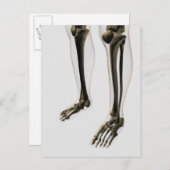 Carte Postale Vue En Trois Dimensions De La Jambe Et Des Pieds H (Devant / Derrière)