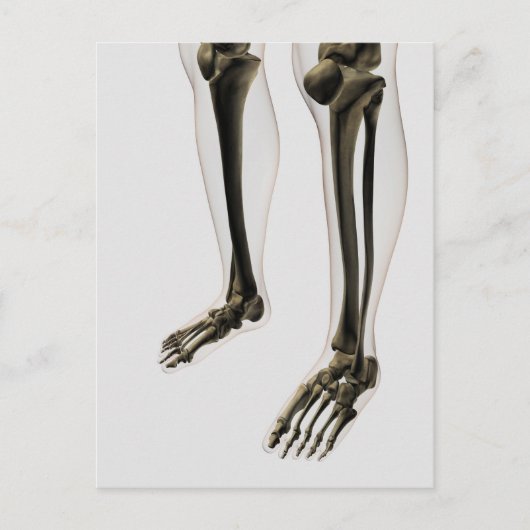 Carte Postale Vue En Trois Dimensions De La Jambe Et Des Pieds H (Devant)
