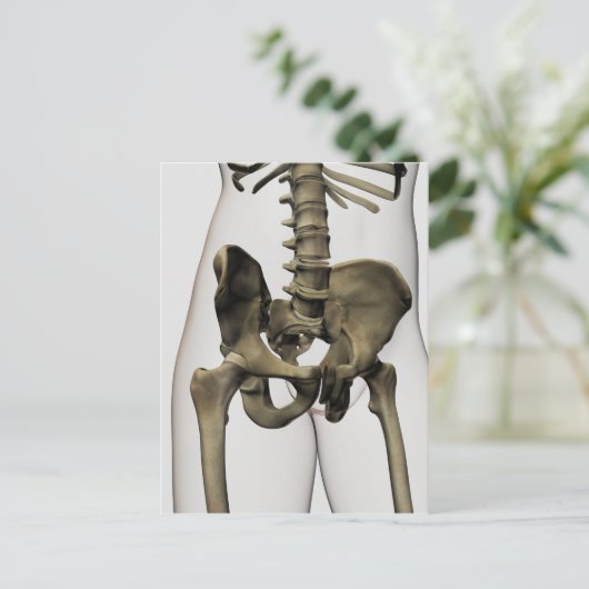 Carte Postale Vue En Trois Dimensions Des Os Pelviques Humains (Debout devant)