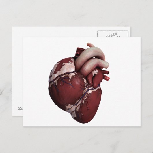 Carte Postale Vue En Trois Dimensions Du Coeur Humain, Avant (Devant / Derrière)
