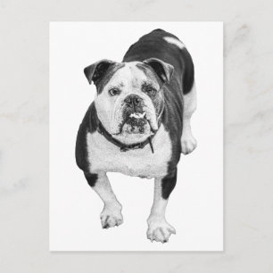 Carte Postale Vue Evergreen, Bulldog Post