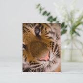 Carte postale Vue Gros Plan Tiger (Debout devant)