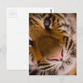 Carte postale Vue Gros Plan Tiger (Devant / Derrière)