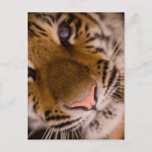 Carte postale Vue Gros Plan Tiger