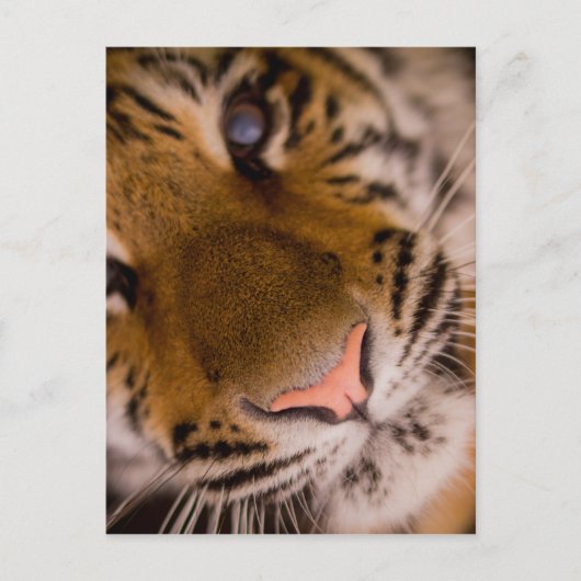 Carte postale Vue Gros Plan Tiger (Devant)