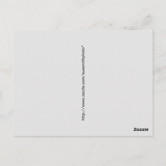 Carte Postale Vue hivernale du phare de Point Betsie (Dos)