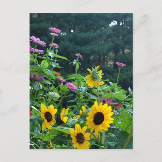 Carte Postale Vue jardin, marguerites, cosmos, tournesols (Devant)