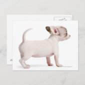 Carte Postale Vue latérale de Chihuahua Chiuppy (10 semaines) (Devant / Derrière)