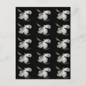 Carte Postale Vue latérale de l'Hibiscus blanc (Devant)