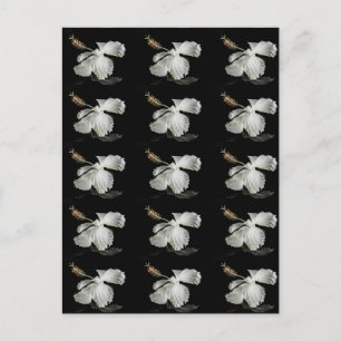 Carte Postale Vue latérale de l'Hibiscus blanc