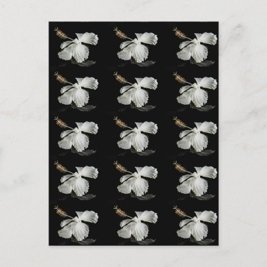 Carte Postale Vue latérale de l'Hibiscus blanc (Devant)