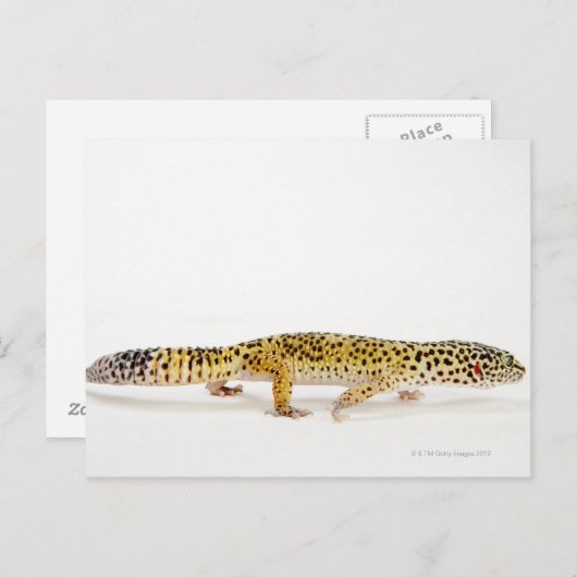 Carte Postale Vue latérale du léopard gecko lizard (Devant / Derrière)