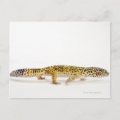 Carte Postale Vue latérale du léopard gecko lizard (Devant)