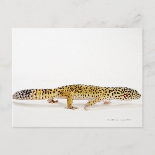 Carte Postale Vue latérale du léopard gecko lizard (Devant)