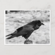 Vue latérale d'un oiseau, Corbeau commun en noir e