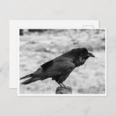 Carte Postale Vue latérale d'un oiseau, Corbeau commun en noir e (Devant / Derrière)