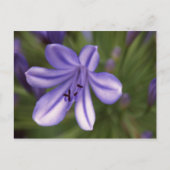 Carte Postale Vue microscopique (Devant)