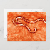 Carte Postale Vue Microscopique De Hookworm 2 (Devant / Derrière)