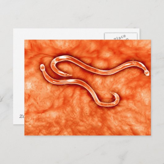 Carte Postale Vue Microscopique De Hookworm 2 (Devant / Derrière)