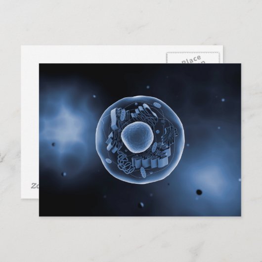 Carte Postale Vue Microscopique De La Cellule Animale 3 (Devant / Derrière)