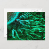 Carte Postale Vue Microscopique De La Nage De Sperme Vers L'Oeuf (Devant / Derrière)