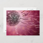 Carte Postale Vue Microscopique De La Nage De Sperme Vers L'Oeuf (Devant / Derrière)