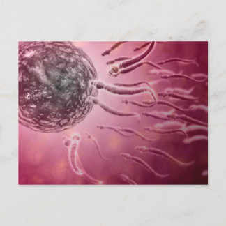 Carte Postale Vue Microscopique De La Nage De Sperme Vers L'Oeuf