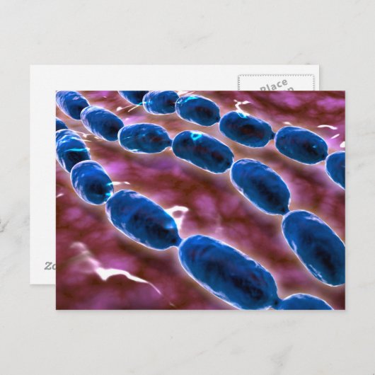 Carte Postale Vue Microscopique De La Pneumonie Bactérienne 1 (Devant / Derrière)