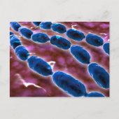 Carte Postale Vue Microscopique De La Pneumonie Bactérienne 1 (Devant)