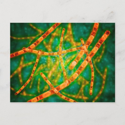 Carte Postale Vue Microscopique De L'Anthrax 2 (Devant)