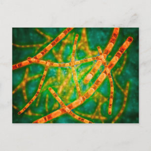 Carte Postale Vue Microscopique De L'Anthrax 2