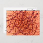 Carte Postale Vue Microscopique De L'Anthrax 3 (Devant / Derrière)