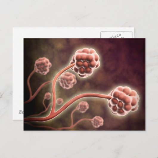 Carte Postale Vue Microscopique De Stachybotrys Chartarum (Devant / Derrière)