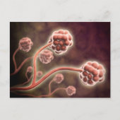 Carte Postale Vue Microscopique De Stachybotrys Chartarum (Devant)