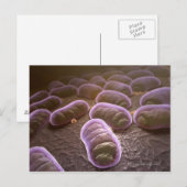 Carte Postale Vue microscopique des bactéries (Devant / Derrière)