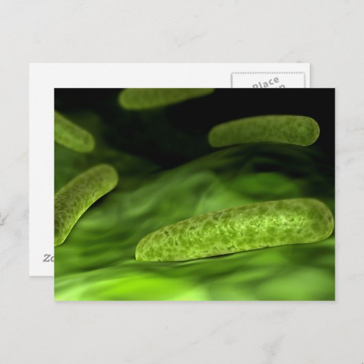 Carte Postale Vue Microscopique Des Bactéries 1 (Devant / Derrière)