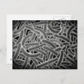 Carte Postale Vue Microscopique Des Bactéries Bactériennes (Devant / Derrière)