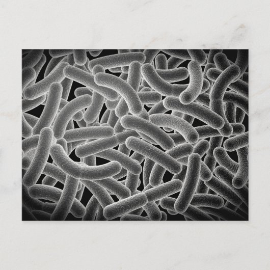 Carte Postale Vue Microscopique Des Bactéries Bactériennes (Devant)