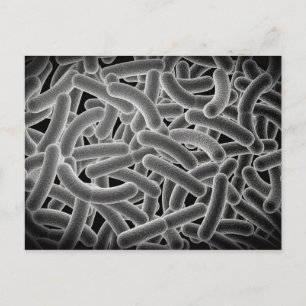 Carte Postale Vue Microscopique Des Bactéries Bactériennes
