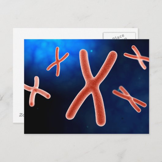Carte Postale Vue Microscopique Du Chromosome 1 (Devant / Derrière)